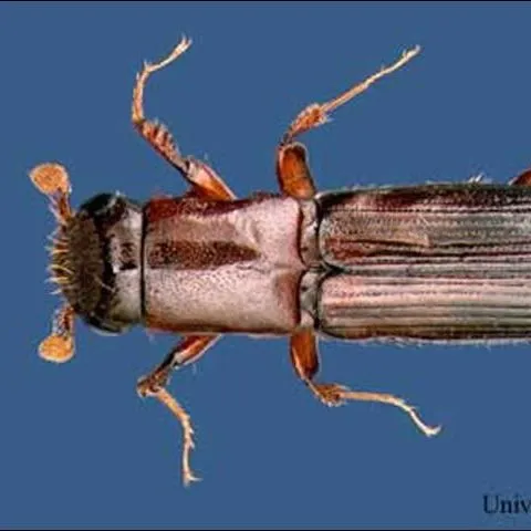 thumbnail for publication: Ambrosia Beetles, Platypus spp. (Insecta: Coleoptera: Platypodidae)